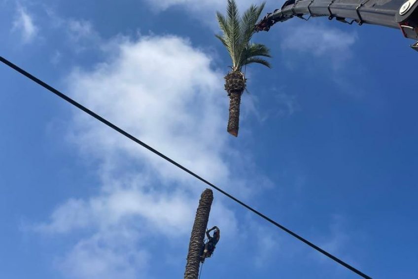 כריתת עצים
